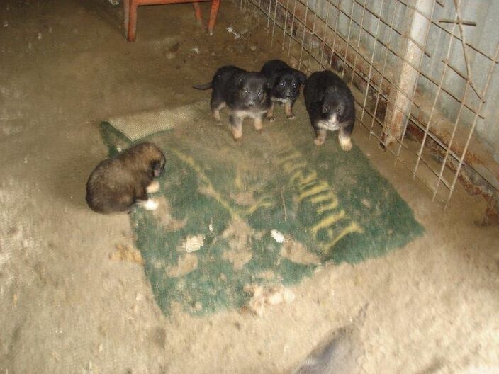 Hundewelpen