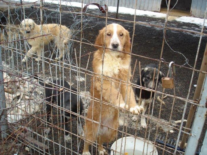 Erwachsende Hunde